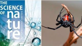 Spiders could eat the entire human race in a year if they wanted