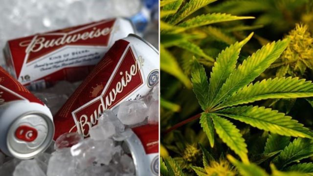 Budweiser partners with medical cannabis company to research weed-infused drinks