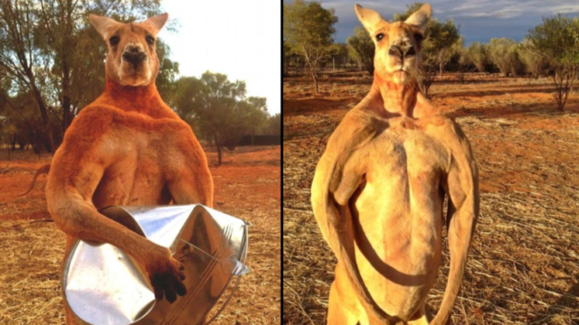 Roger the Kangaroo dies aged 12