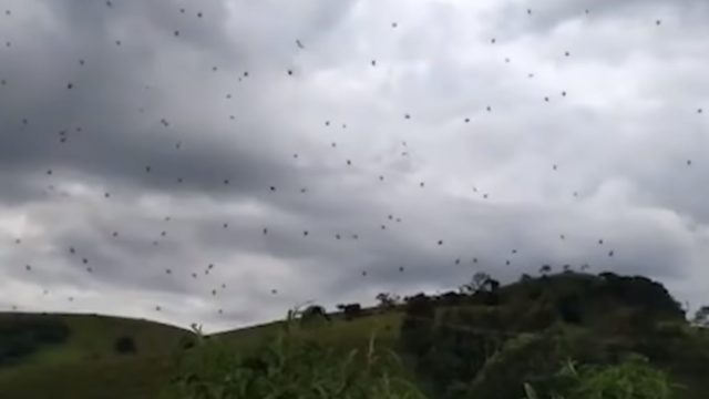 Video footage captured in Brazil shows it’s f*cken raining spiders