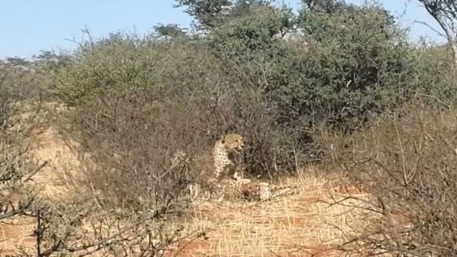 Pervy giraffes watch on as three cheetas do the dirty