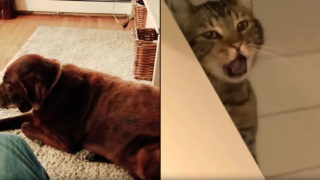Dog’s fart is so bad it makes the cat puke instantly
