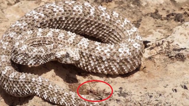 There’s a bloody snake that has a fake spider-tail to ambush birds