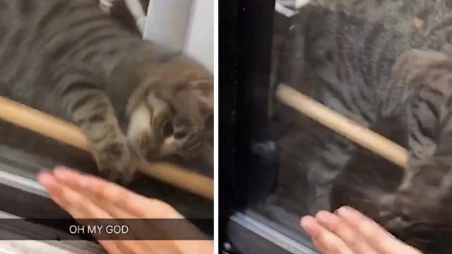 Clever cat removes wooden bar and f***en unlocks door for owner