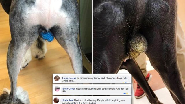 People are chucking glitter on their dog’s balls