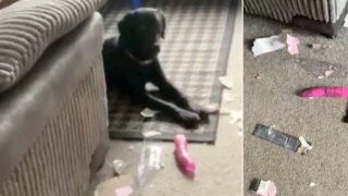 Dog destroys neighbours “toy” parcel, resulting in very awkward exchange