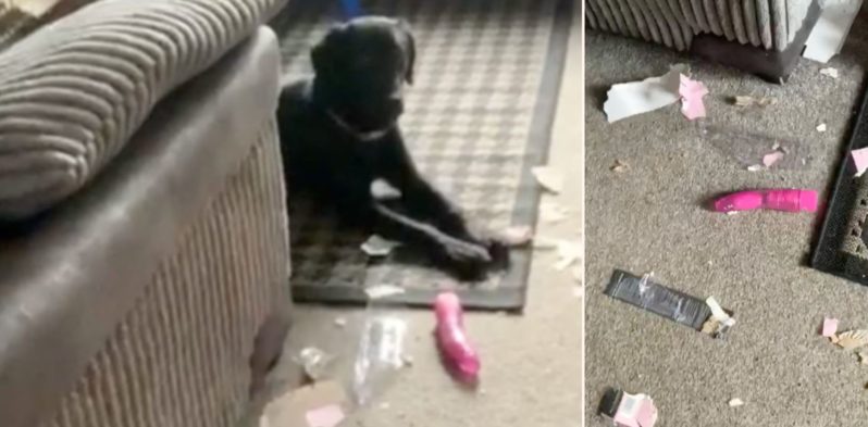 Dog destroys neighbours “toy” parcel, resulting in very awkward exchange