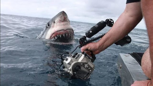 The terrifying moment a 5 metre Great White Shark lunges out of the water