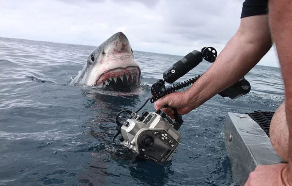 The terrifying moment a 5 metre Great White Shark lunges out of the water