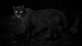 Bloody legend photographer catches rare black leopard in Africa for the first time in almost a century