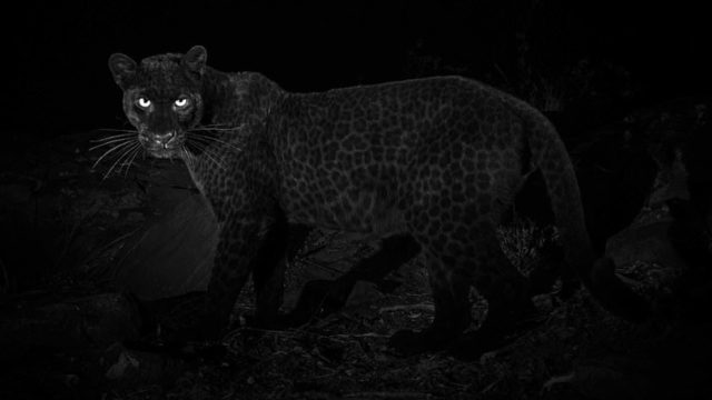 Bloody legend photographer catches rare black leopard in Africa for the first time in almost a century