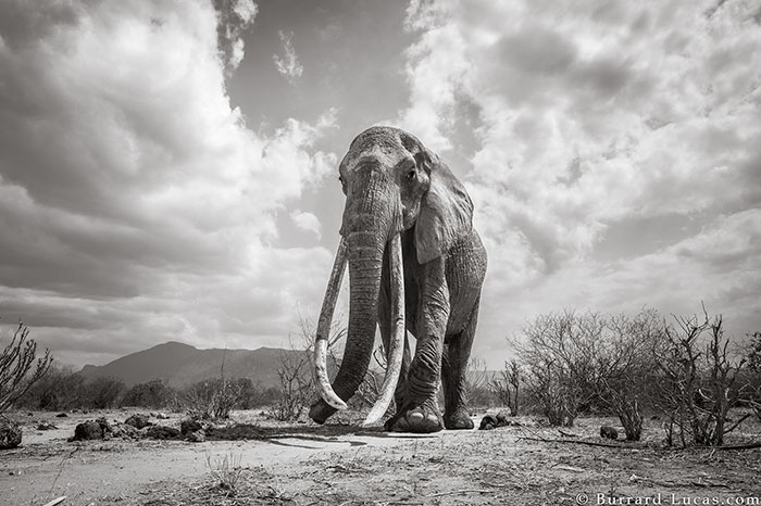 The last photos of legendary “Queen of the Elephants”