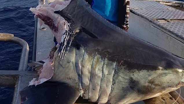 Aussie bloke finds 100kg shark head bitten clean off by something