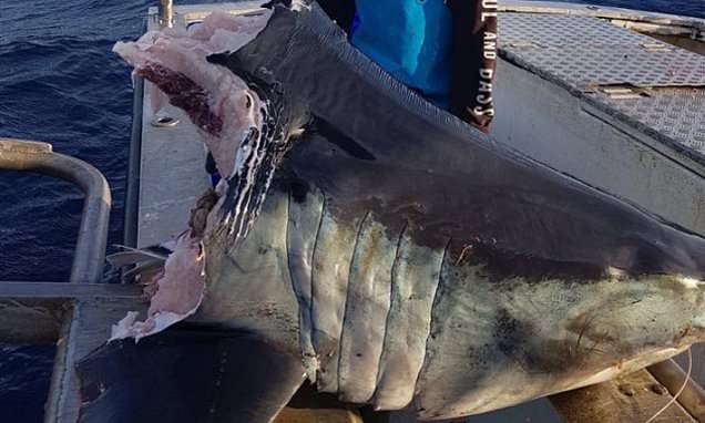 Aussie bloke finds 100kg shark head bitten clean off by something