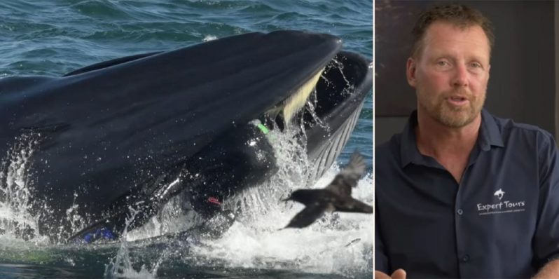 Bloke who got swallowed by a whale explains how he got out