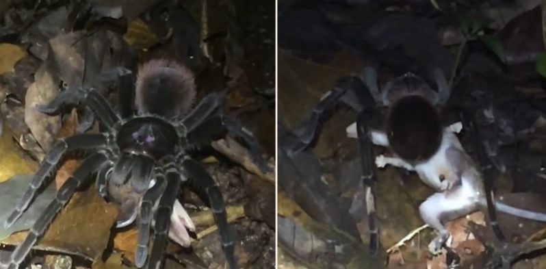 Watch this f**k-off big spider drag an opossum to its lair