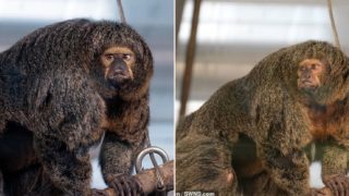 F*** off big muscular monkey spotted at Zoo