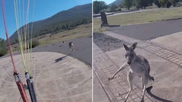 Paraglider gets into biff with kangaroo during landing, because ‘STRAYA