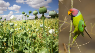 Opium addicted parrots are wreaking havoc in India’s Opium farms