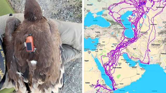 Bloke discovers dead eagle with tracking device, turns out it travelled everywhere