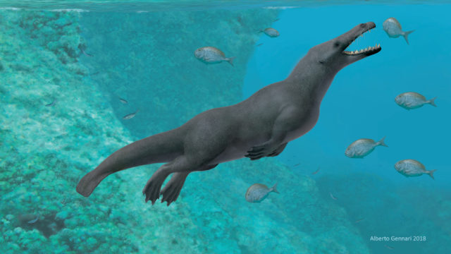Ancient four-legged whale discovered in Peru