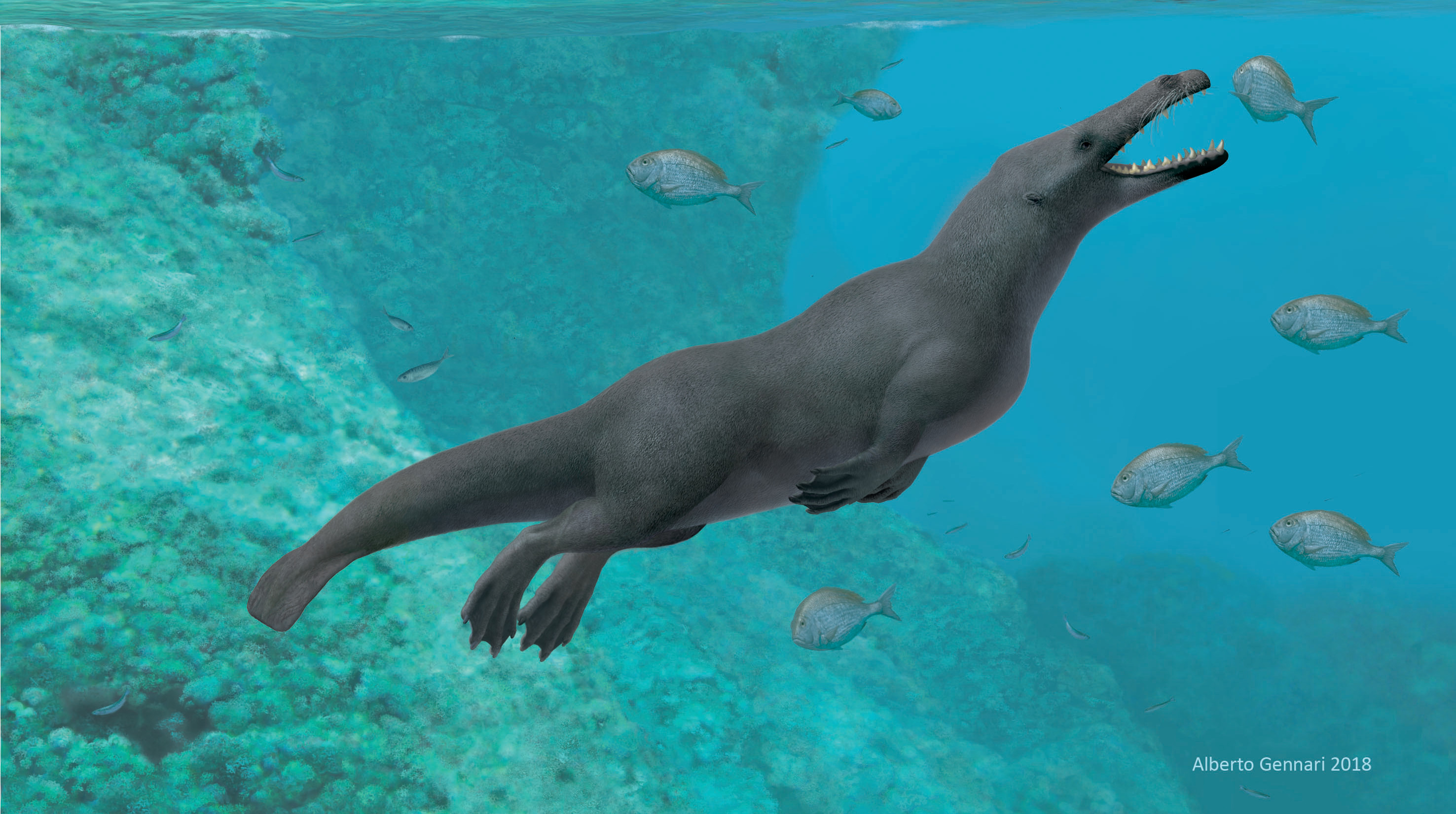 Ancient four-legged whale discovered in Peru