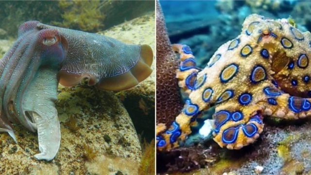 Swarms of octopus are taking over the ocean