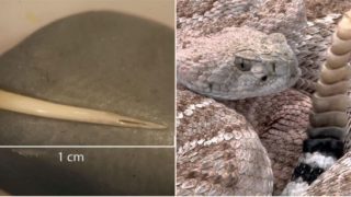 1,500 years ago, someone ate a venomous snake whole