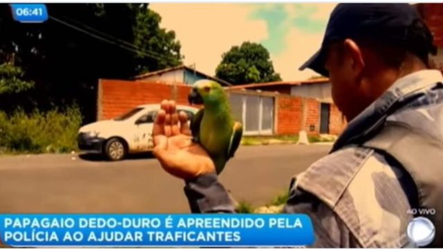 This badass parrot got arrested for warning drug dealers about the police