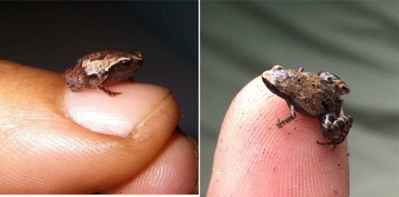 These tiny frogs have been discovered and their names are f**ken mint