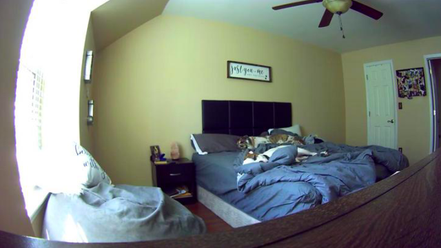 Bloke gets busted w**king by girlfriend after she logged into their ‘Petcam’ from work