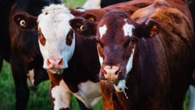 Horses and Cows are officially Australia’s deadliest animals