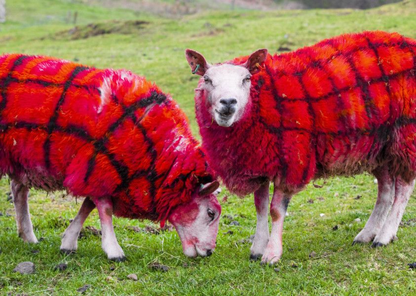 Scottish farmer pranks tourists by claiming sheep grow tartan wool