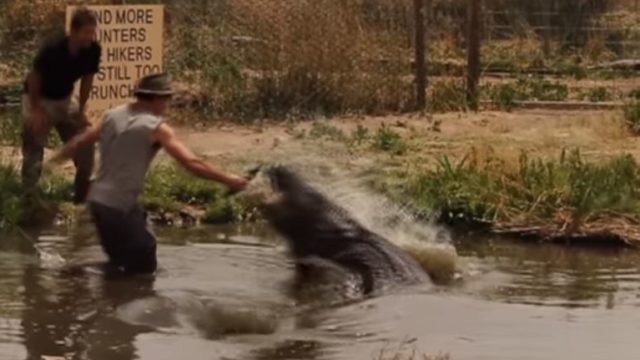 “Wild Charles” almost loses an appendage “exercising” a giant Alligator