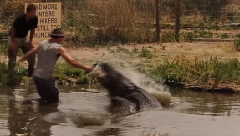 “Wild Charles” almost loses an appendage “exercising” a giant Alligator