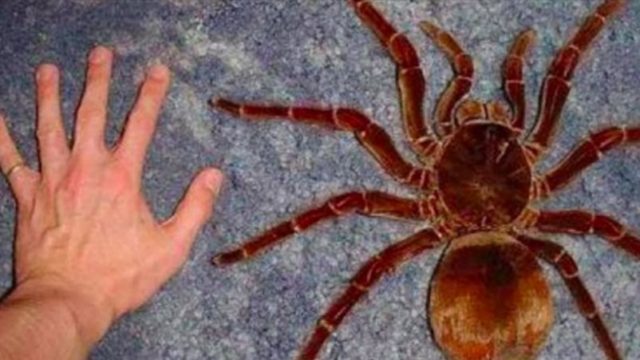 Meet the f***en Goliath Birdeater, largest tarantula in the world