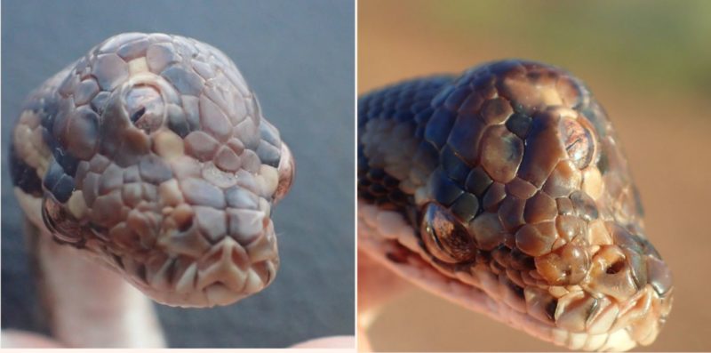 A f**ken three-eyed snake has been discovered in Australia