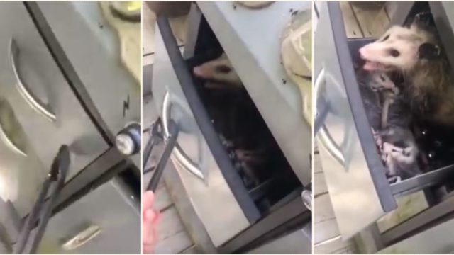 This video of an opossum family in some sheila’s bbq is prime Internet