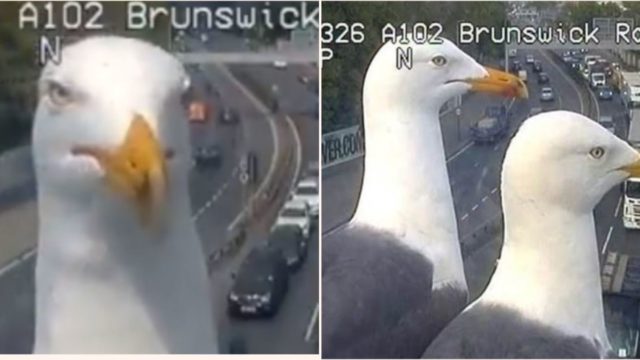 Two Seagulls continue to land in front of a London traffic camera and have become stars