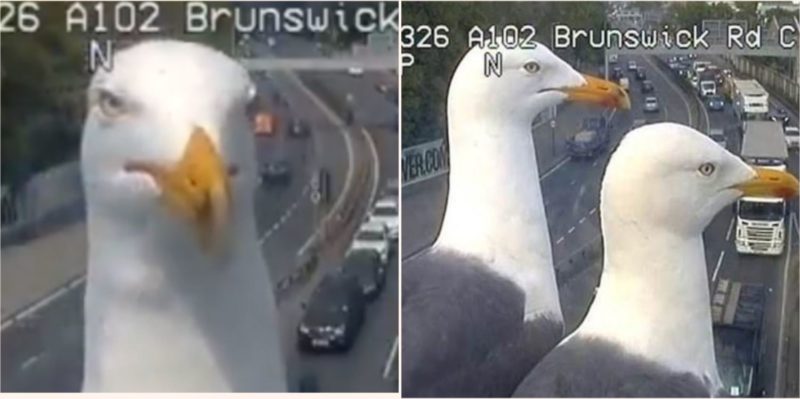 Two Seagulls continue to land in front of a London traffic camera and have become stars