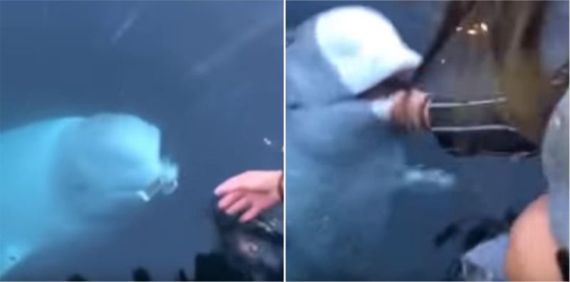 Legend of a Beluga Whale returns iPhone woman dropped in the sea