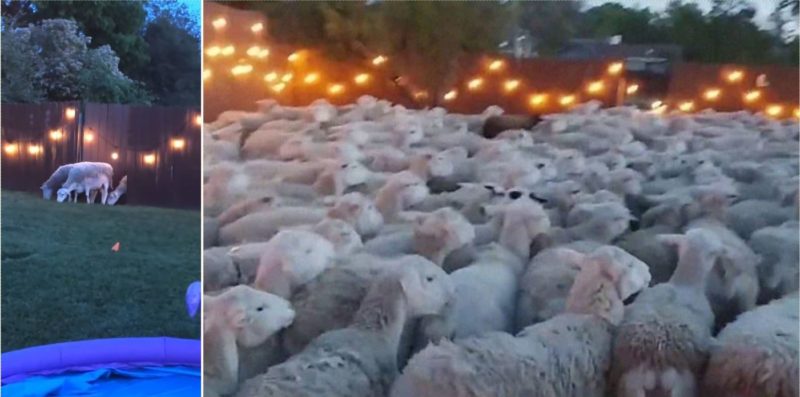 Bloke leaves back fence open, gets invaded by 200 sheep who refuse to leave
