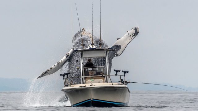 F**ken Huge Humpback Whale Gets Some Airtime Right Behind Fishing Boat!