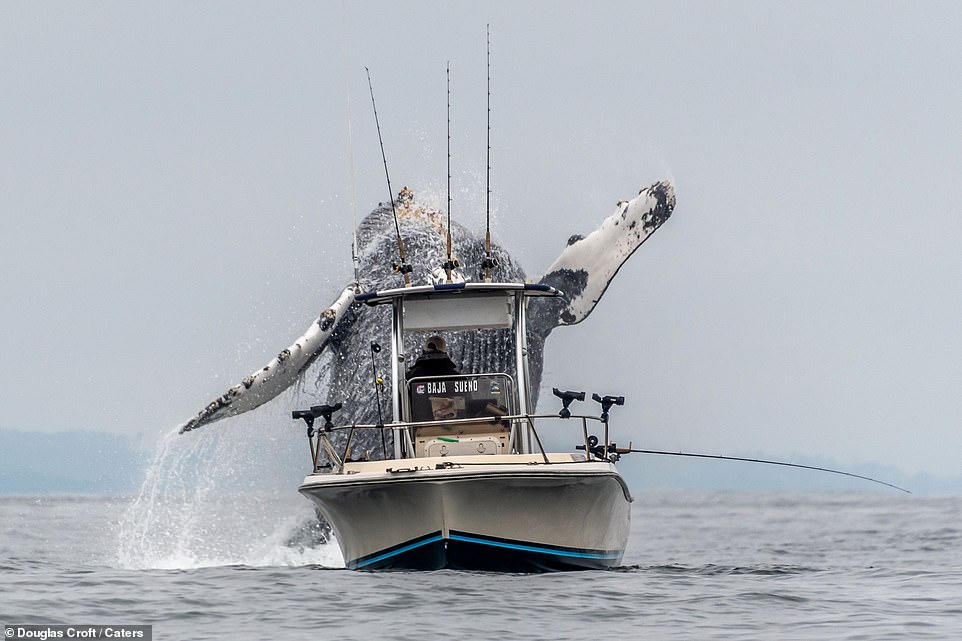 F**ken Huge Humpback Whale Gets Some Airtime Right Behind Fishing Boat!