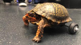 This turtle lost both his back legs so vets got creative