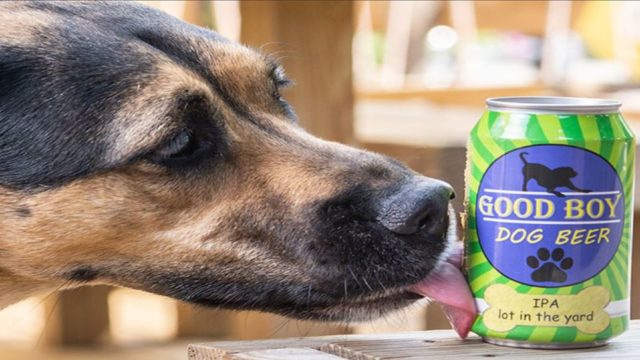 You can now share a brewski with your good boi thanks to these non-alcoholic beers