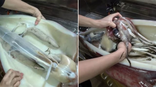 Footage of Japanese chef reveals what the inside of a giant squid looks like