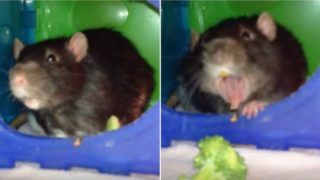 Polite rat kindly returns broccoli to owner after discovering how it tastes