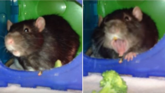 Polite rat kindly returns broccoli to owner after discovering how it tastes