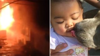 Legend of a pit bull saves baby from house-fire, carries her by nappy